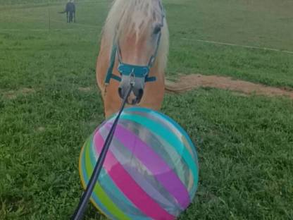 Haflinger Wallach