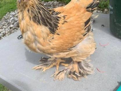 Bild 4:Orloff, Brahma, Indische Kämpfer, Nackthalshühner, Laufenten