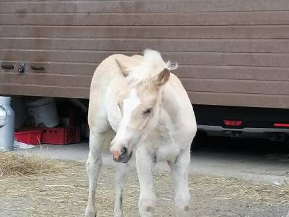 Schönes Haflinger Hengstfohlen