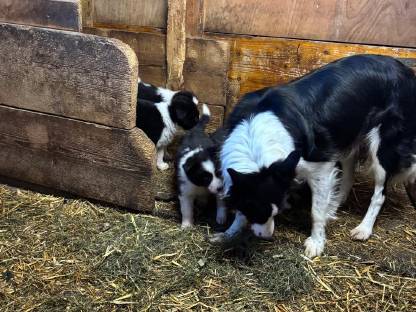 Schöne reinrassige Bordercollie Welpen