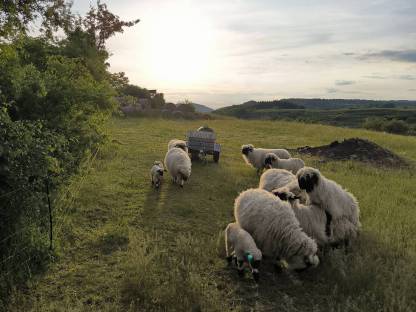 Walliser Schwarznasen Herde