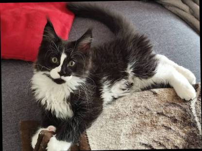 Maine Coon Kitten