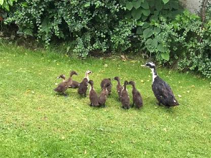 Bild 3:Laufenten zu vergeben