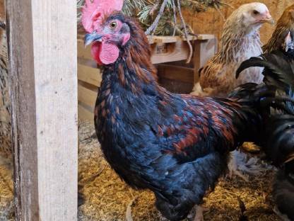Marans Hähne