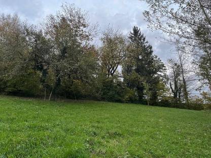 Wiese Gras 4625 Offenhausen