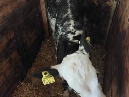 Weiß-blauer Belgier Kuhkalb 3 Wochen