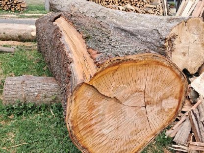 Bild 3:Verkaufe zwei Baumstämme einer wilden Kirsche