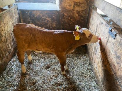 Verkaufe Fleckviehstierkalb