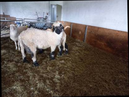 Bild 6:Walliser Schwarznasenschafe