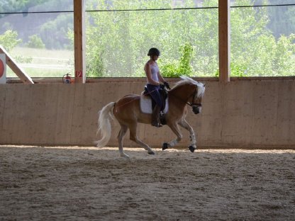 Bild 8:Vierjähriger Haflingerwallach