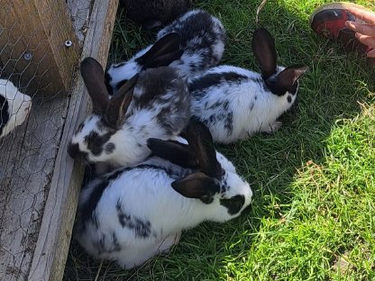Kaninchen Riesenscheck Mischlinge