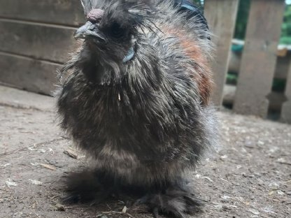 US Silkie Pärchen