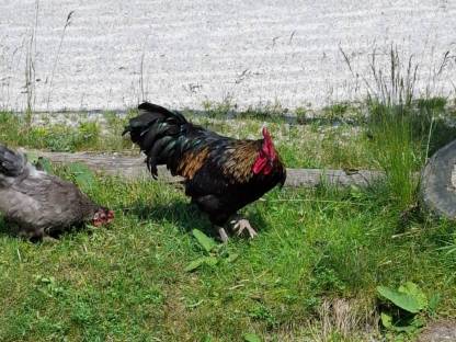 Bild 5:Buntleger Mix Hähne