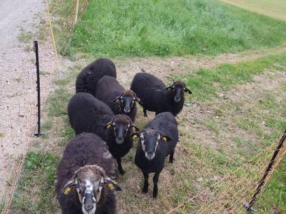 Bild 2:Krainer Steinschafe, Mutterschafe und Lämmer