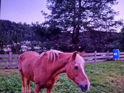 Bild 2:Haflinger