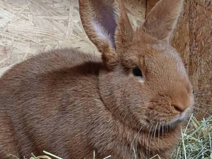 Reinrassige Neuseeländer Häsin