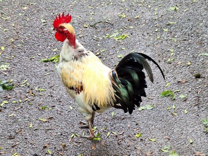 Nackthals-Junghahn aus Naturbrut abzugeben