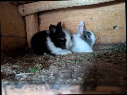 Bild 4:In allen Farben Zwergkaninchen ganzjährig zu vergeben