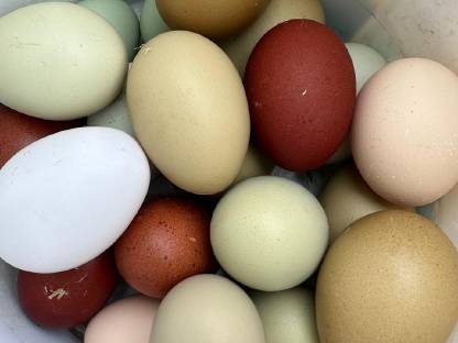 Bild 2:Bruteier Buntleger