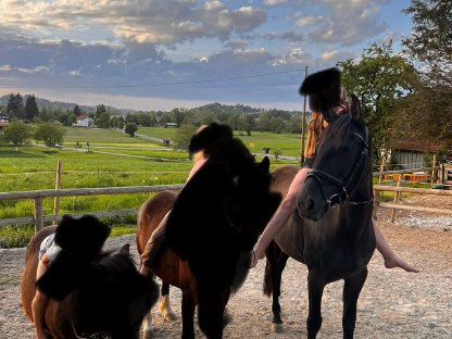 Freizeitpferd