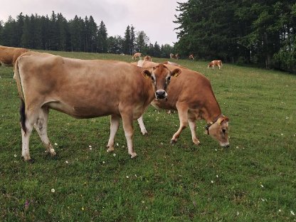 Verkaufe 2 Jersey Kalbinnen