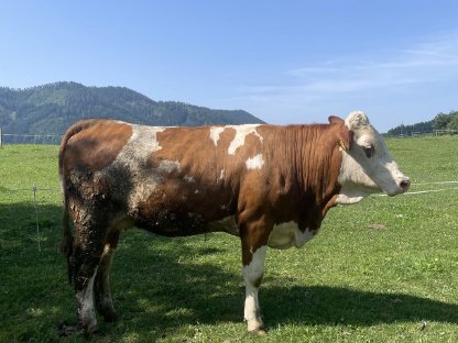 Bio FV Kalbin hochträchtig