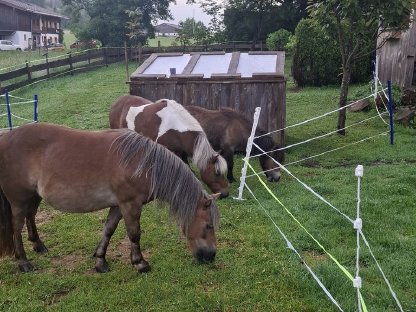 3 Ponys