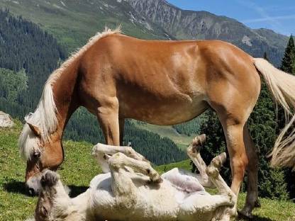 Bild 5:Schönes Haflinger-Stutfohlen