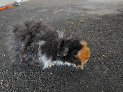 Meerschweinchen 2 Stk. männlich zu verkaufen