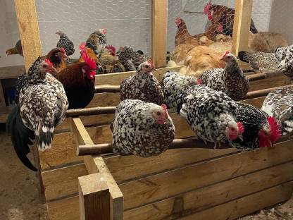 Bild 2:Steinpiperl Hühner/Hähne