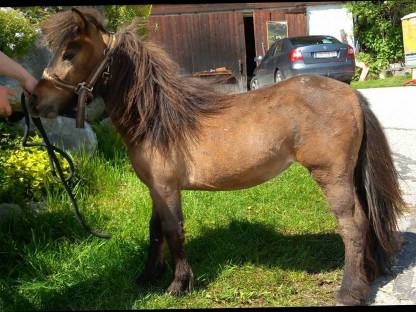 Bild 3:Minishetty