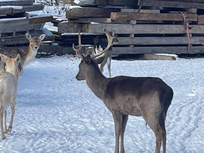 Bild 2:Bio-Damwild Schaufler