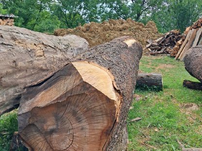 Bild 4:Verkaufe zwei Baumstämme einer wilden Kirsche