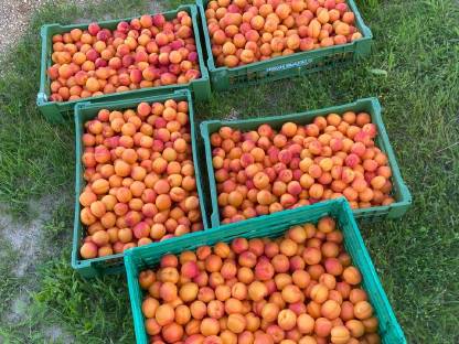 Frische Marillen