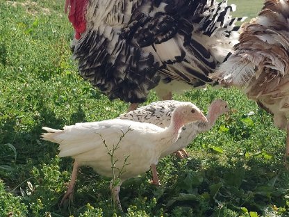 Bild 2:Putenküken abzugeben