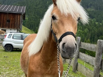 Haflinger Jährling zu verkaufen