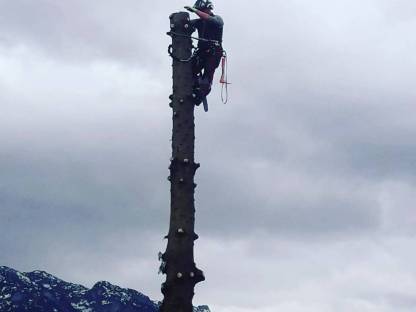 Bild 8:Baumfällung, Heckenschnitt uvm.