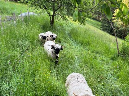 Sommerweide