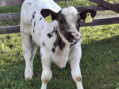 Stier WB x FV