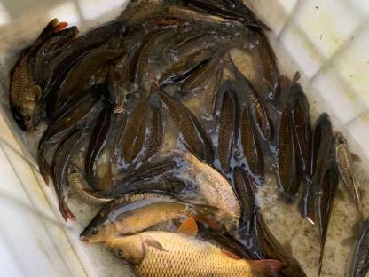 Karpfen und Rasbora