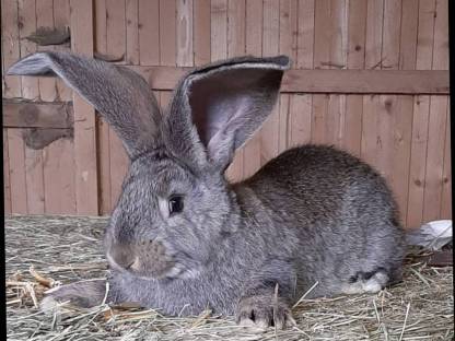 Riesenkaninchen