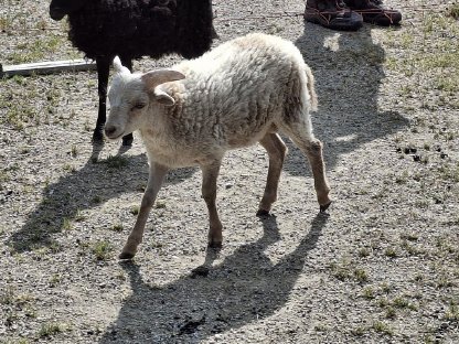 Quessantschaf