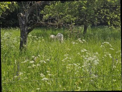 Bild 2:Lämmer weiblich und männlich