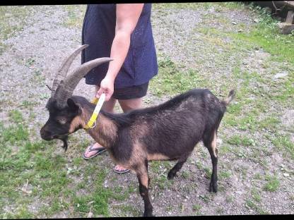 Bild 2:Passeirer Bock 1,5 Jahre