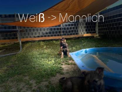 Schäferhundwelpen reinrassig
