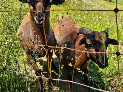 Bild 2:Kamerunböcke