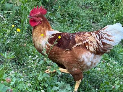 Bild 3:Hahn zu verschenken