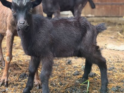 Aosta Bockkitz