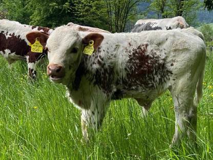 Pustertaler Sprinzen Stierkalb