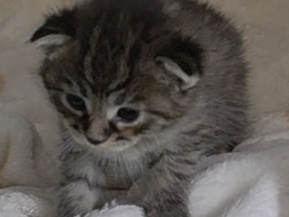 Bild 2:Wunderschöne kleine Maine Coon-Bärchen